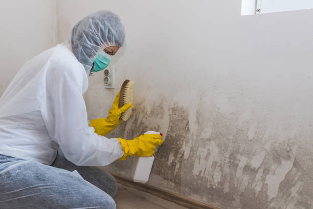 Best Basement Mold Remediation in South Chicago Heights, IL