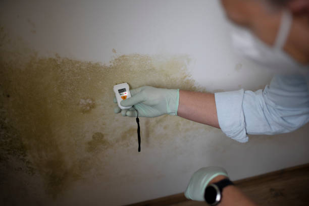 Best Attic Mold Remediation in South Chicago Heights, IL