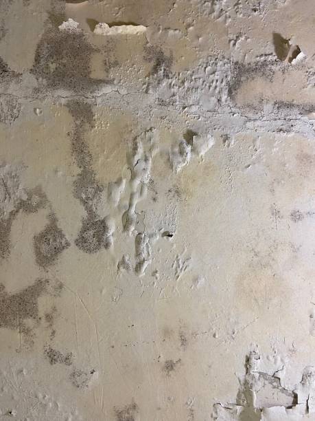 Best HVAC Mold Remediation in South Chicago Heights, IL