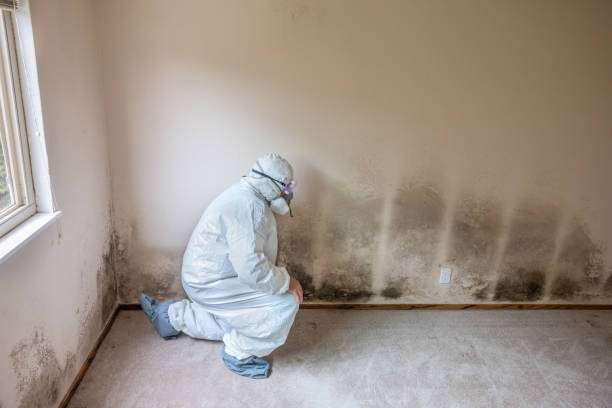 Reliable South Chicago Heights, IL Mold Remediation Solutions