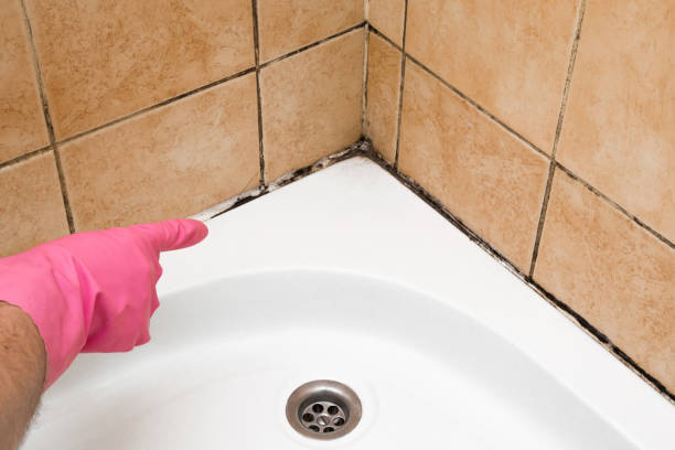 Best White Mold Remediation in South Chicago Heights, IL